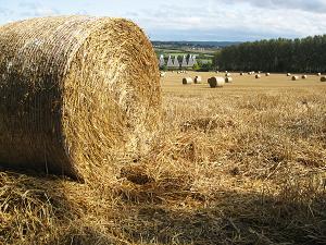 Straw Bales in East Farleigh - Photo by Ian Wilkinson Straw Bales in East Farleigh - Photo by Ian Wilkinson